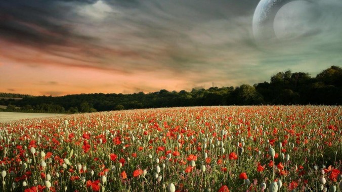 阅文与掌阅的真假繁华